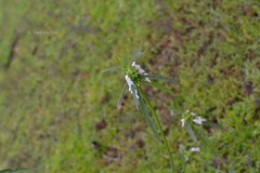 Leucas indica var. decipiens